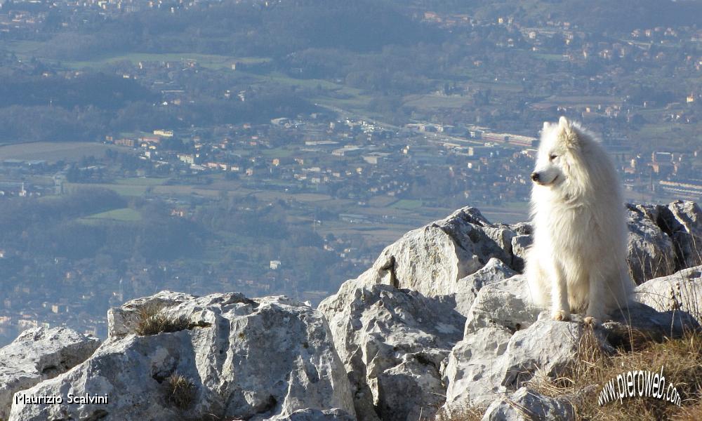 05 ....Una roccia di cane.....JPG